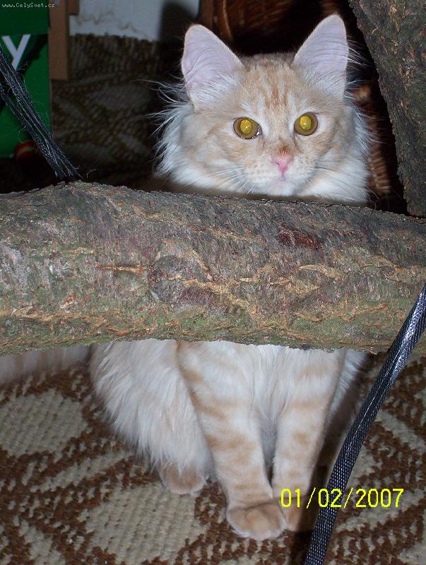 Foto: Pluto-Je to stále naše oběžnice - oběžník?