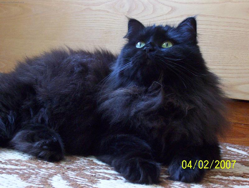 Foto: Médea-Černý uhel, ale je to naše zlatíčko