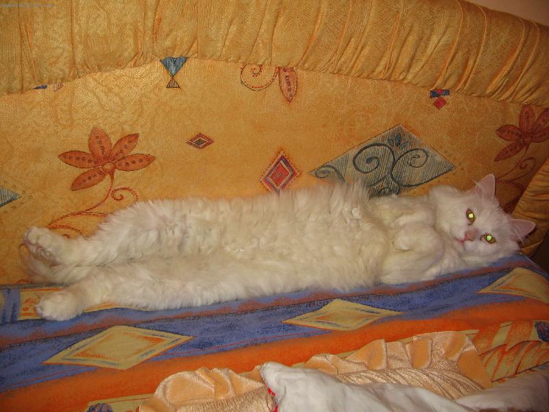 Foto: Buddy-Bílý kocour RELAXUJE