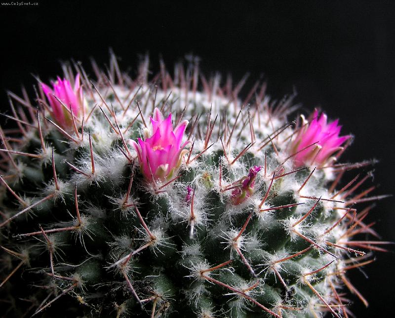Foto: Kaktus-Vykvetlý kaktus