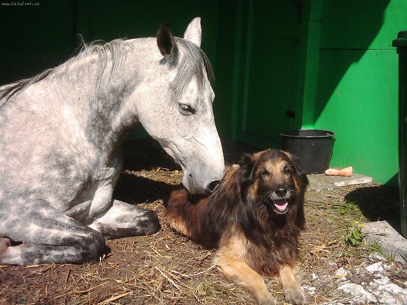 Foto: Polední siesta