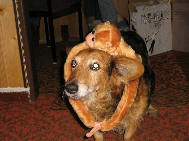 Foto: Už mám zase opici!-náš oříšek roneček