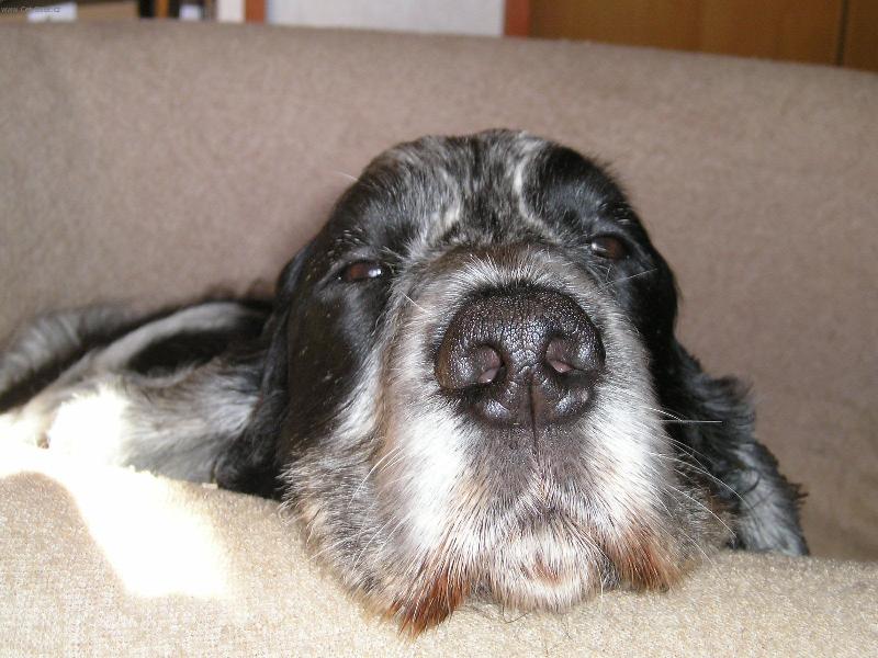 Foto: Dlouhej nos-typická poloha naší fenky Berty