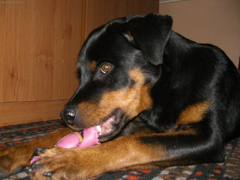 Foto: Ben-...já tu hračku stejně snim!!