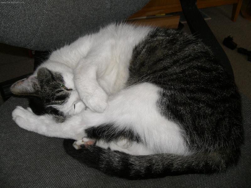 Foto: Micina-Nefote mě, já se stydím!!