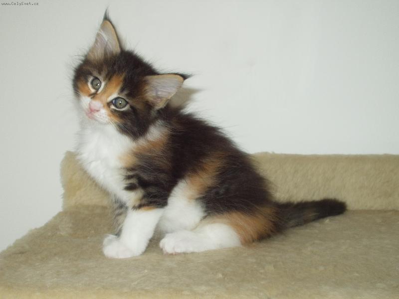 Foto: Aida-Šestinedělní kotě mainské mývalí kočky