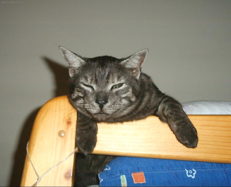 Foto: Safírek-Já nespím ....