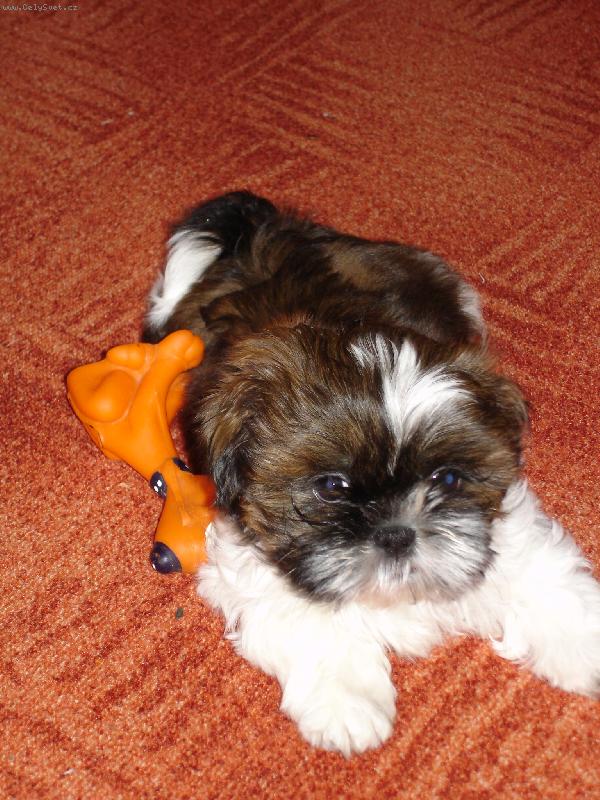 Foto: Míša-nový člen rodiny