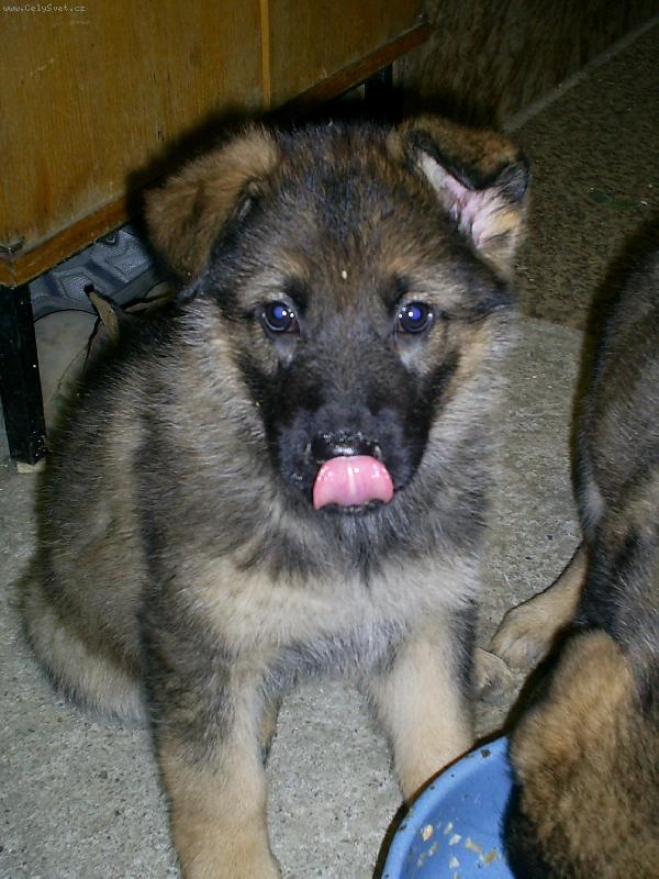 Foto: Dinuška po jídle-Tak to je Dina asi ji chutnalo že se pořádně olízla:oD