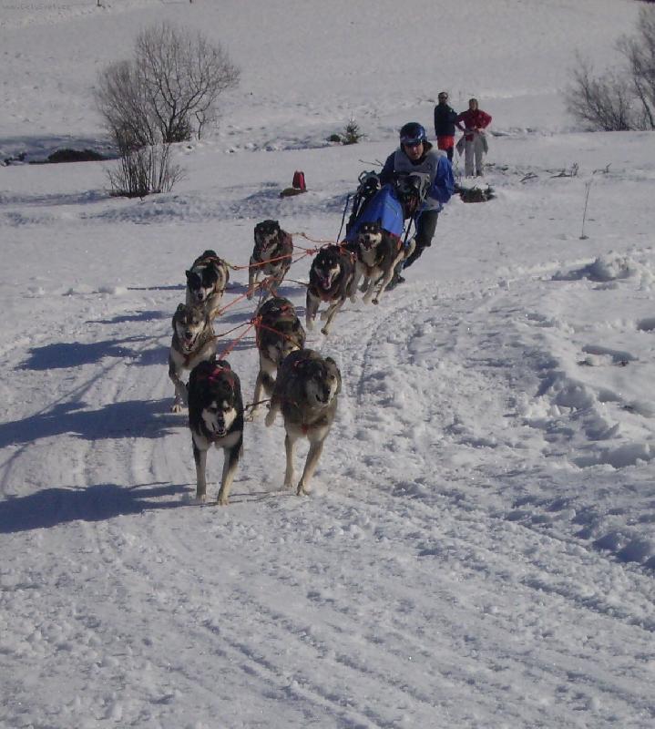 Foto: Mistrovství Evropy 2007-Psí spřežení na mistrovství evropy v Zuberci