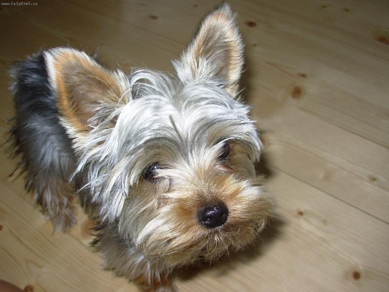 Foto: čumáček-Jak našeho "jorkmuta" ten foťák zajímá, že? :D