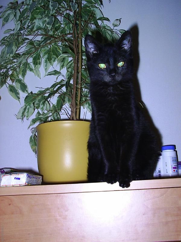 Foto: ... zátiší ...