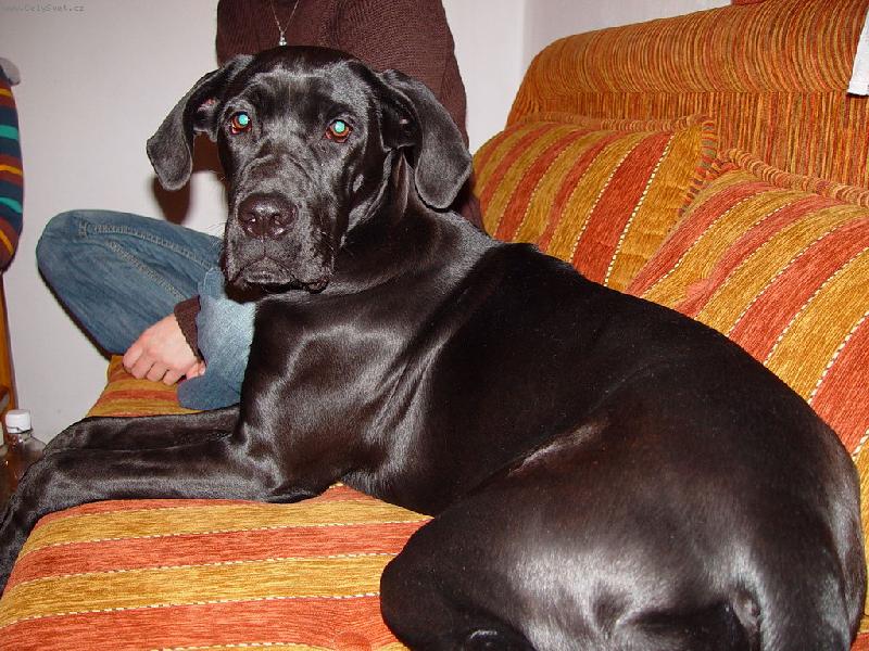 Foto: Mia na Silvestra-křížene CC + Německá Doga