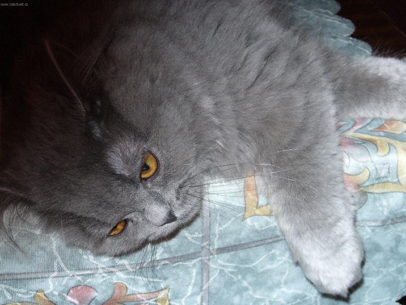 Foto: nerušit-Odpočinek po dobrém jídle