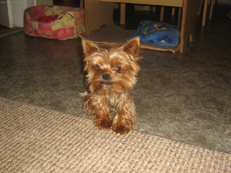 Foto: Miniček-Tohle je muj pejsáček.Jsou mu 2 roky a pro zajimavost je to pes.Vsichni se se mnouhadaji,ze je fenka,ale je pes.............