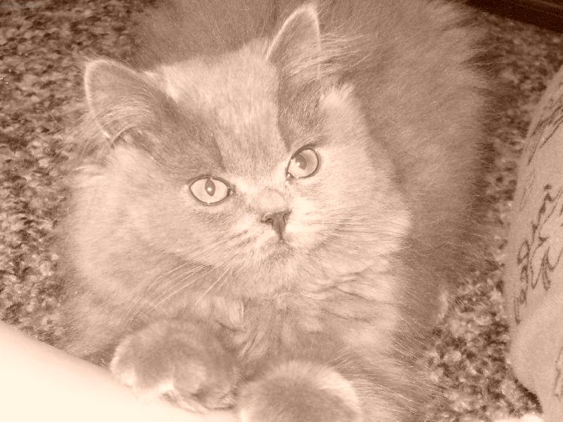 Foto: Kuk-Mám se usmát ?