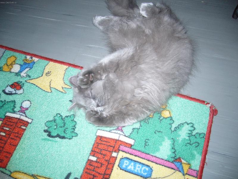 Foto: bezbranný-Teď jsem v bezpečí a nic mi nehrozí. Spím...