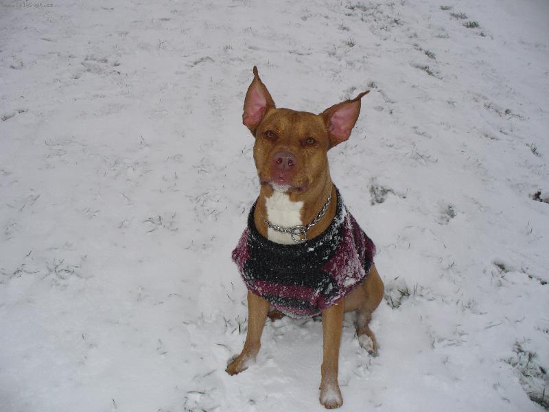 Foto: Letošní zima-Když fouká vítr...