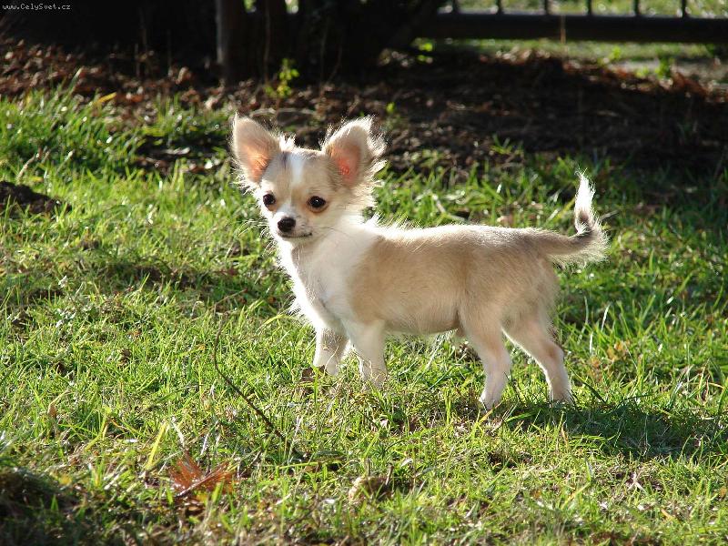 Foto: Adíček.-Naše první odchované čivaví štěňátko.