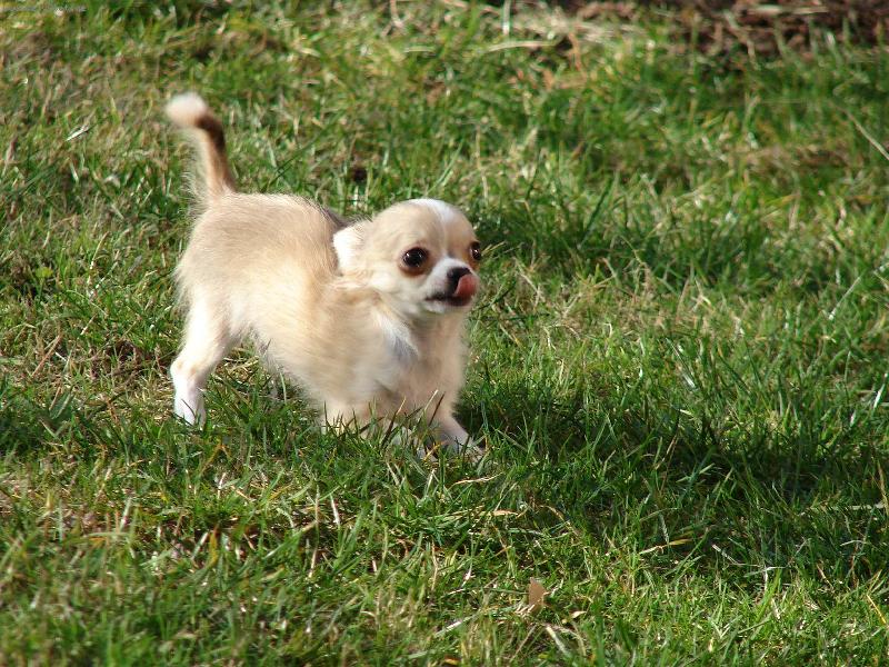 Foto: Naše čivaví dítko-No není "k sežrání"? :-)