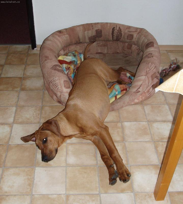 Foto: Conny-Trošku jsem vyrostla z pelíšku...