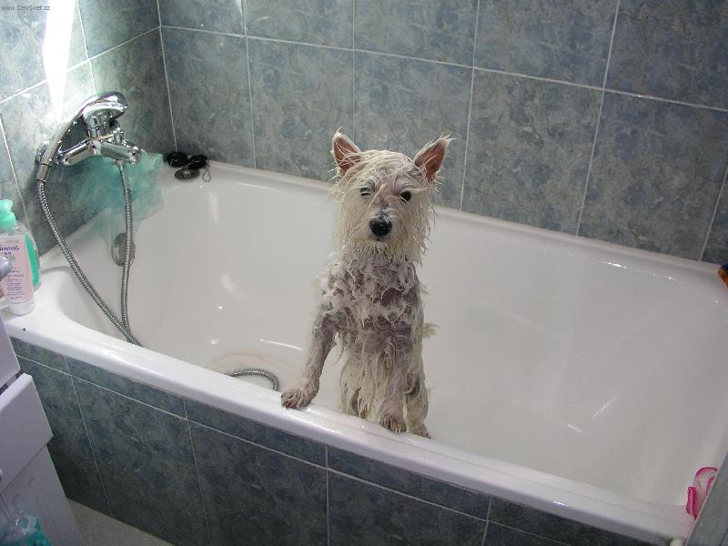 Foto: koupel-mokra jak mys