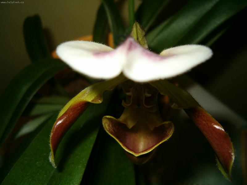 Foto: HPIM1973/orchidej-Kráska zvaná střevičník