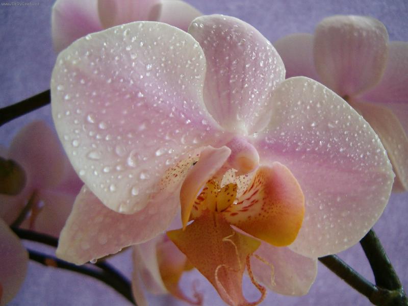 Foto: HPIM1049orchidej-Phalenopsis, moje láska