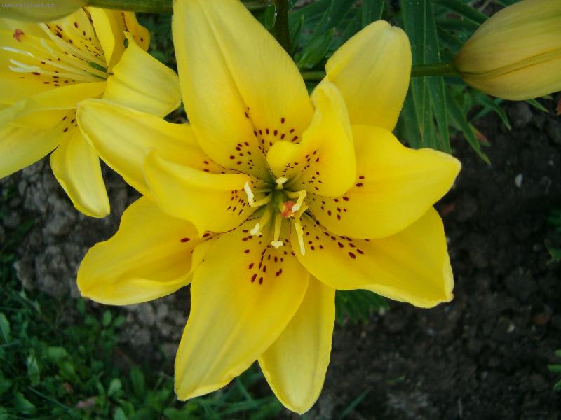 Foto: HPIM1015lilie-Lilie na zahradě