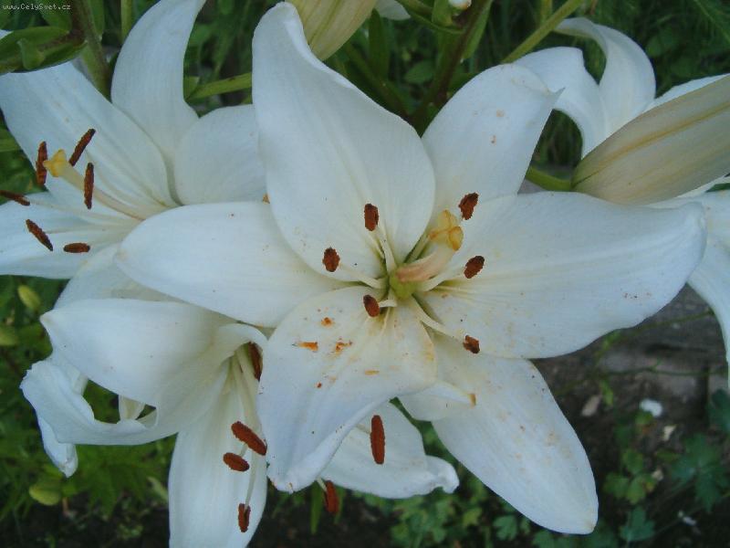 Foto: HPIM1017lilie-Lilie na zahradě