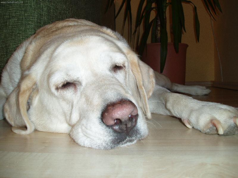 Foto: Sára-Po vycházce