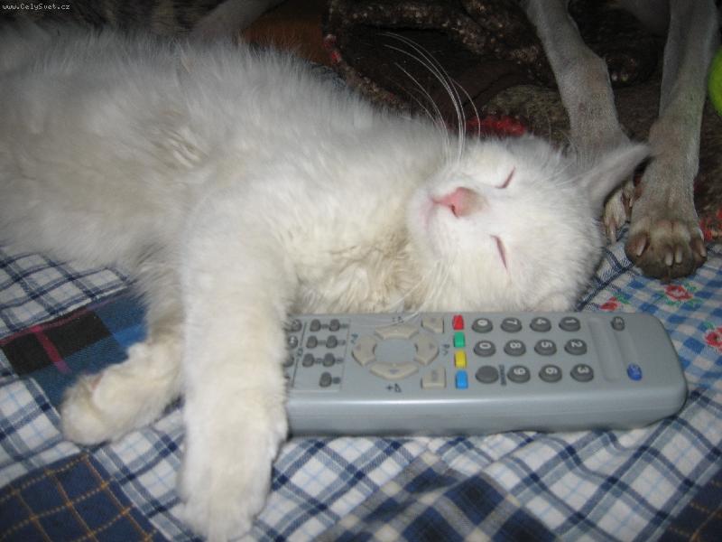 Foto: Dobrou,stejně tam nic není-kocour Péa