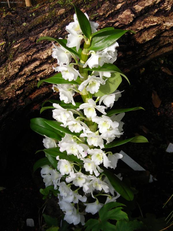 Foto: Bílá krasavice