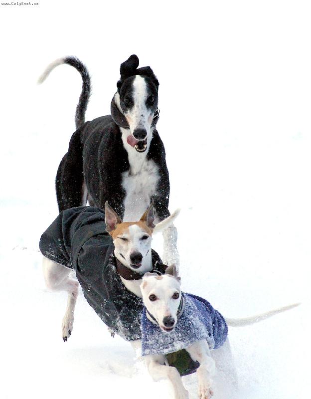 Foto: Na honěnou-Galgo a dva vipeti při sněhové honičce