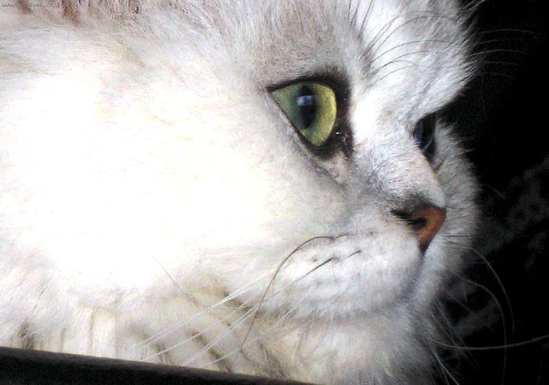 Foto: perský kocour-Matýsek v detailu