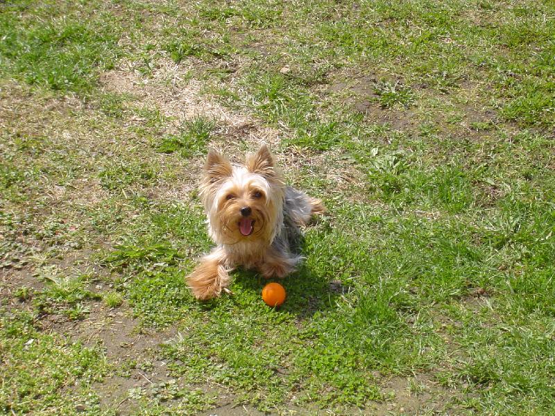Foto: Letní pohoda-Chip na zahradě