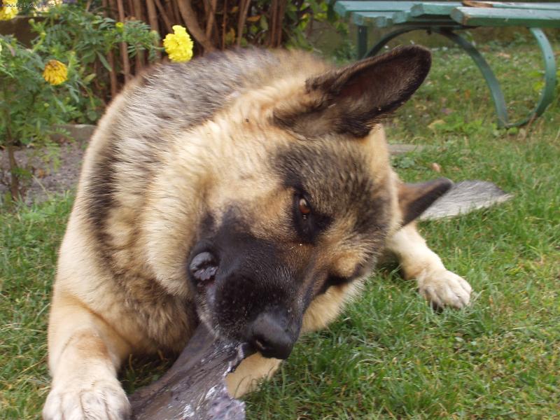 Foto: Já ti ukáži-Malá hra pejska se svou hračkou.