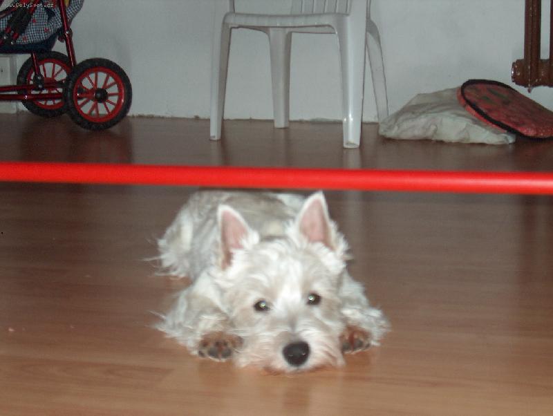 Foto: Scotty-mistr skoku-Tak teď jsem skákal a příchází odpočinek a foto.Smutný oči a cvak.