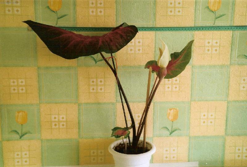 Foto: a prece kvetu!-cervenolisty kaladium