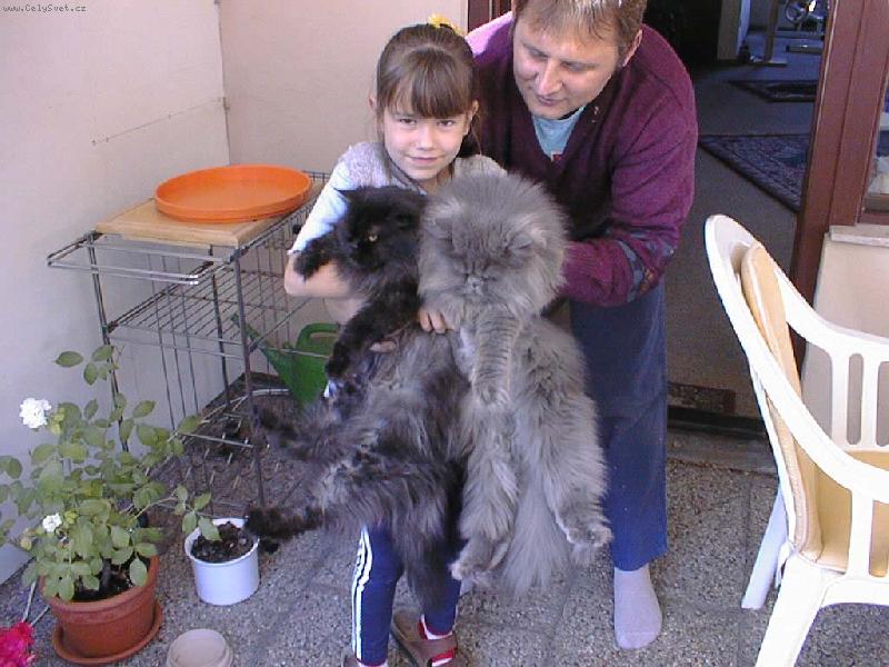 Foto: dvě kočičky a holčička-tři sladké děti a jeden hlídač