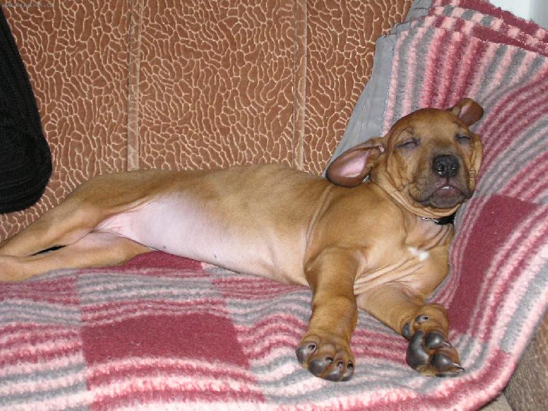 Foto: Unavené psí děcko-Není nad zdravý spánek na sedačce....