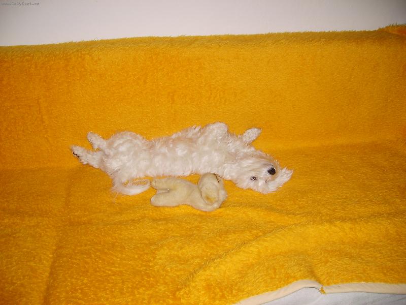 Foto: Takhle spinká spravný pejsek-Takhle spinká spravný pejsek