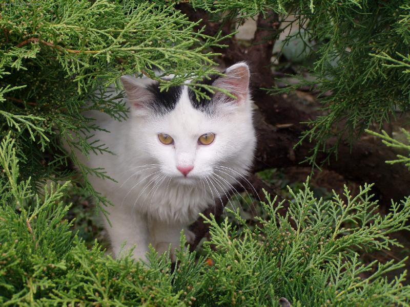 Foto:  náš Kevin-po ránu nic moc