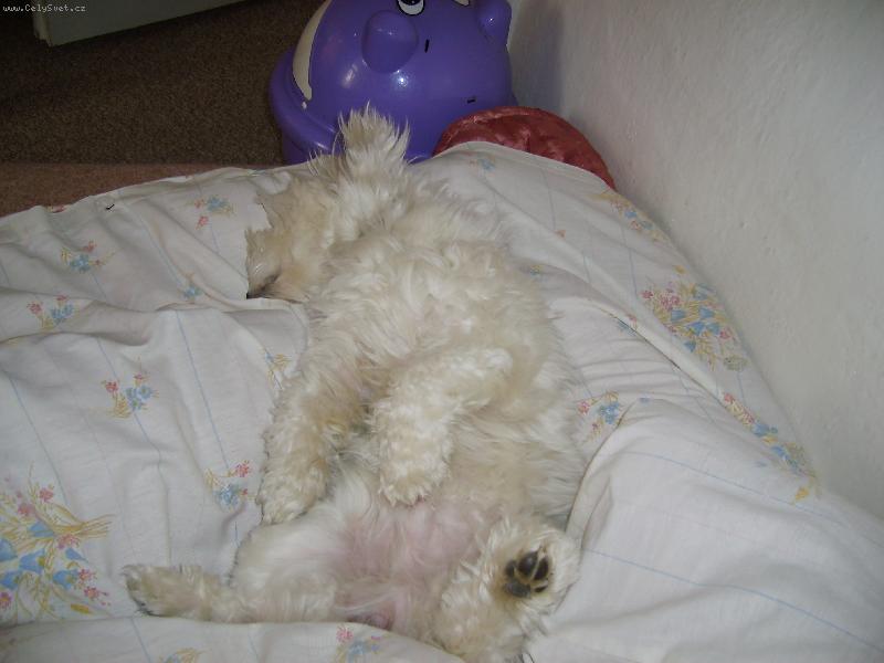 Foto: takhle mi spinkáme-Takhle spinká správný pejsek