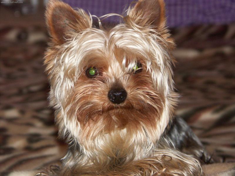 Foto: Bertík-.... odpočinek na dece