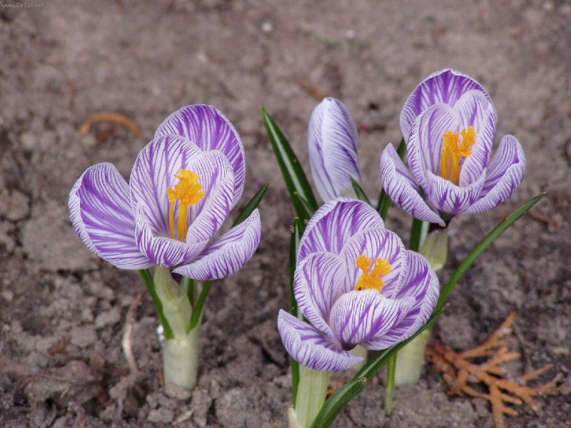 Foto: Krokus-jaro je tady