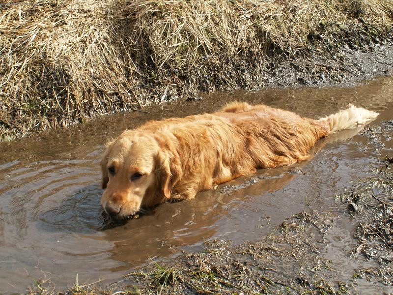 Foto: PRASE NEBO PES?-SINDY