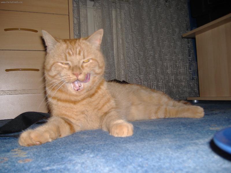 Foto: Tomíšek-" to byla dobrota...."