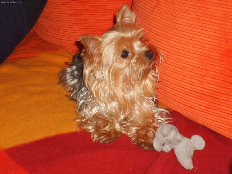 Foto: moje hodná holčička-naše největší stěstí