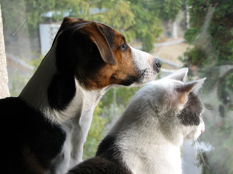Foto: Pejsek Hugo s kočkou Pepinou-Osobni strážce